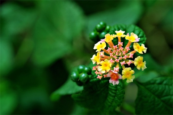 简单又有创意的甜品店名 甜品店名称怎么取好听