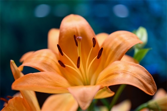 世界地球日宣传标语