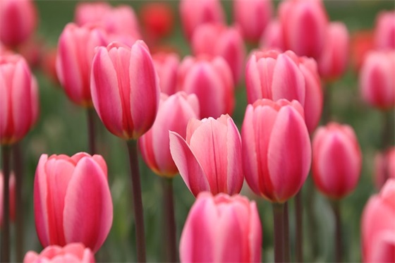 百日誓师大会口号冲刺100天精选(百日誓师大会口号霸气)