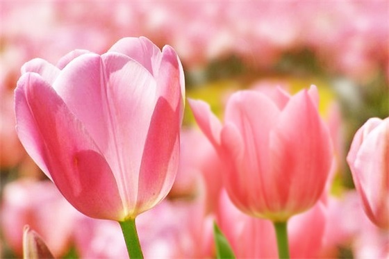 高中励志宣传口号84句