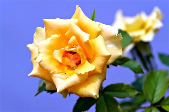 2026年禁止浪费饭菜标语口号