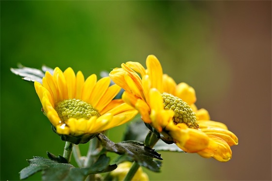 唯美古风女生网名