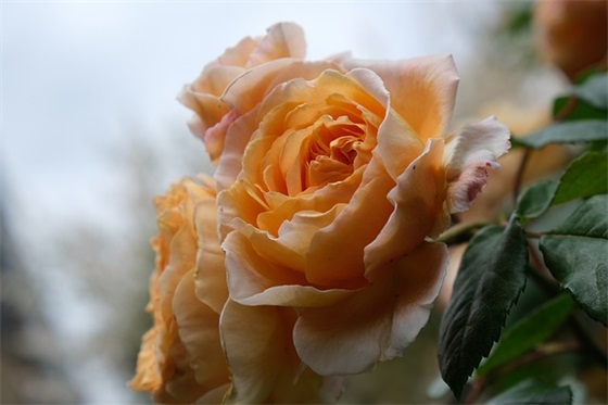 带有南字唯美女生网名