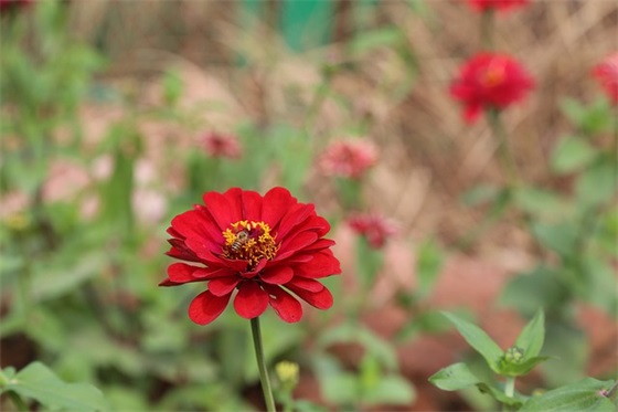 带梦的唯美网名