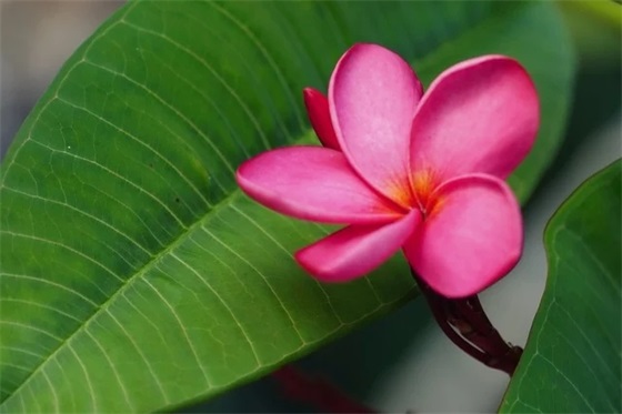 2026女生网名简单干净可爱，游戏ID