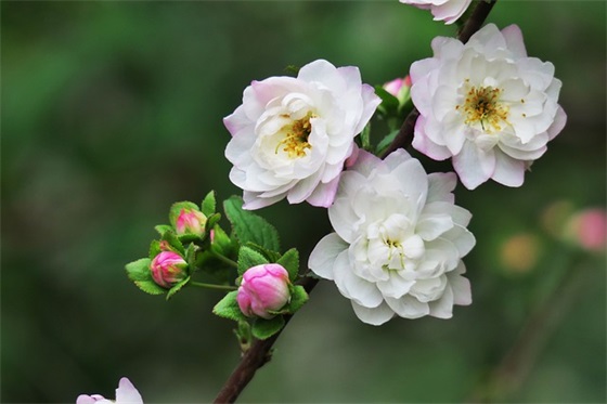 导师生日祝福语简短41句