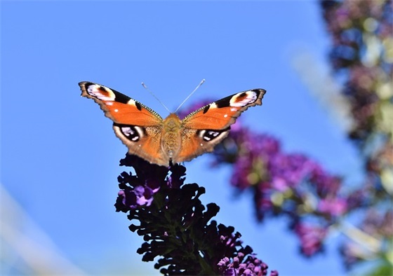 关于生意兴隆精炼句子精选71条（全网精选）