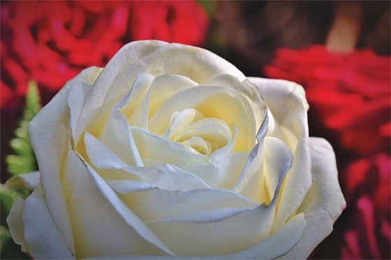 关于晚安温馨句子 晚安温馨句子朋友圈一句话