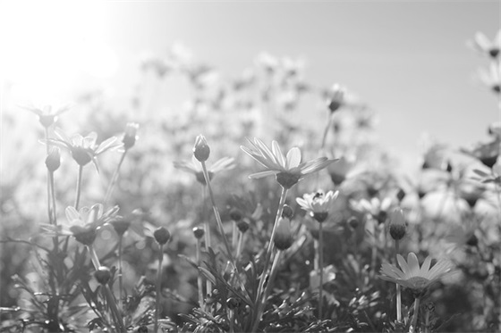 古风句子前世今生