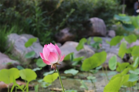 描写雨过天晴的句子