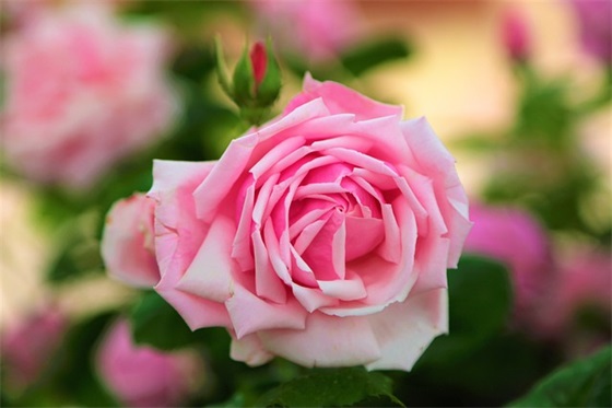 五月再见六月你好优美句子简短