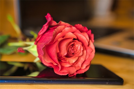 描写动物神态的句子