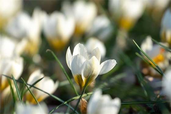 形容桃花盛开的句子 春天描写桃花优美句子 形容桃花盛开的句子 春天描写桃花优美句子