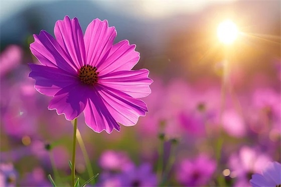 古风优美句子 落入凡间的温柔古风句子 古风优美句子 落入凡间的温柔古风句子