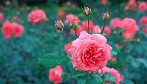 往后余生开心的句子