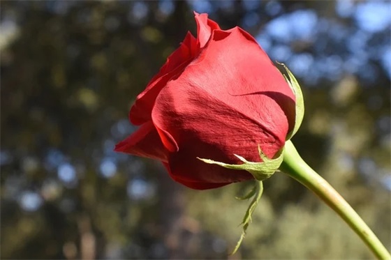 英语元宵节祝福语62句