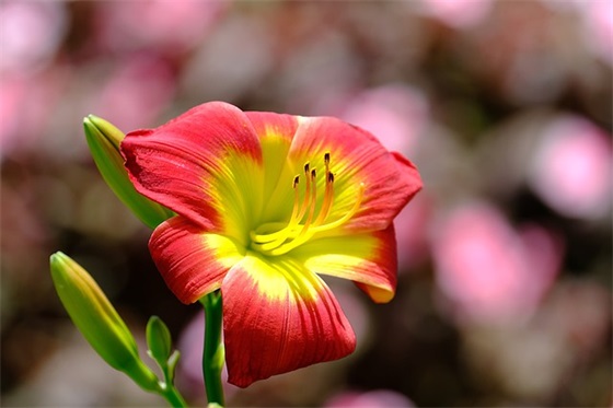 2026年虎年春节祝福语 虎年新春寄语
