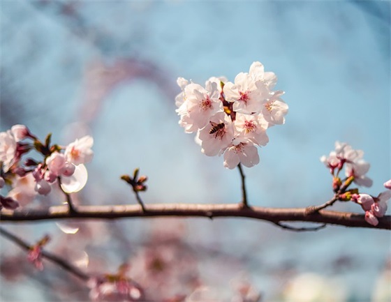 兔年春节祝福语四字成语 兔年祝福语四字成语