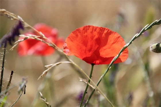 新年古诗词祝福语 新年古诗词祝福语2026最火