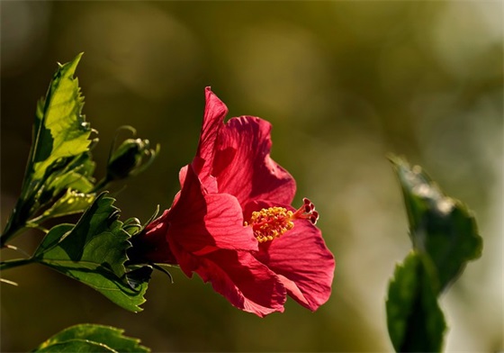 初恋男友生日祝福语