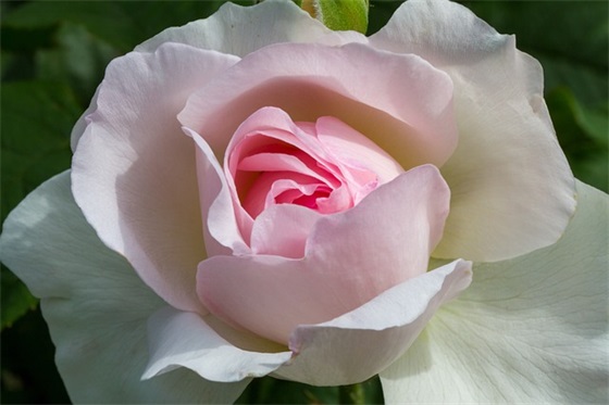 父母写给宝宝祝福语56句