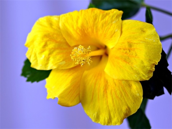 未婚妻生日祝福语40句