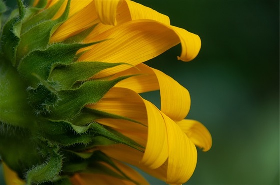 优美的母亲节祝福语