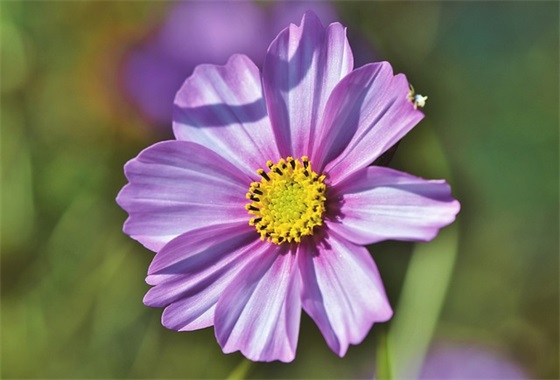 2026年通用元旦跨年祝福语