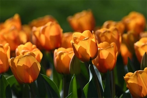 2026重阳节给长辈的祝福语