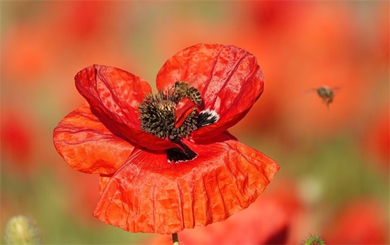 做销售的新年祝福语 有关销售新年祝福语共1