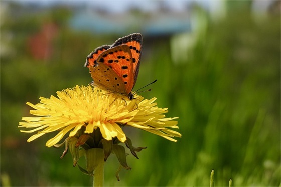 学校光盘行动宣传标语 学校光盘行动宣传标语