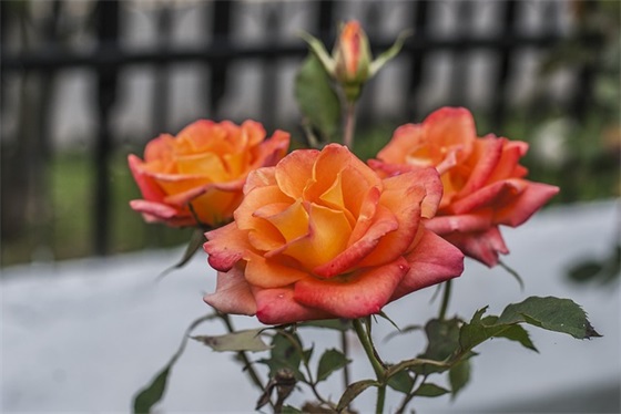 简短霸气销售口号83句 简短霸气销售口号83句