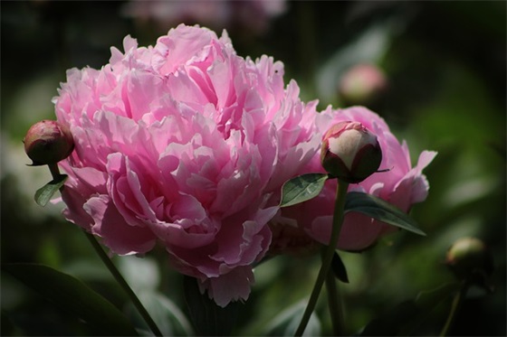 2025抗击新型冠状肺炎宣传口号大全 2025抗击新型冠状肺炎宣传口号大全