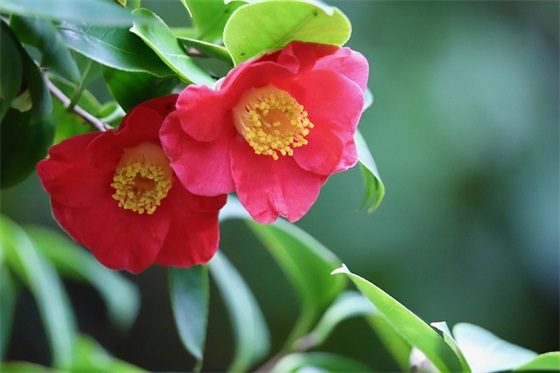 爱国主题的宣传口号87句