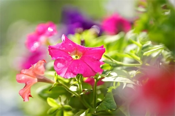 安全驾车标语100句