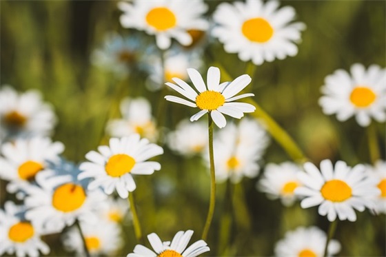 2025饭店光盘行动标语宣传口号