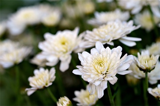 高三班级口号83句