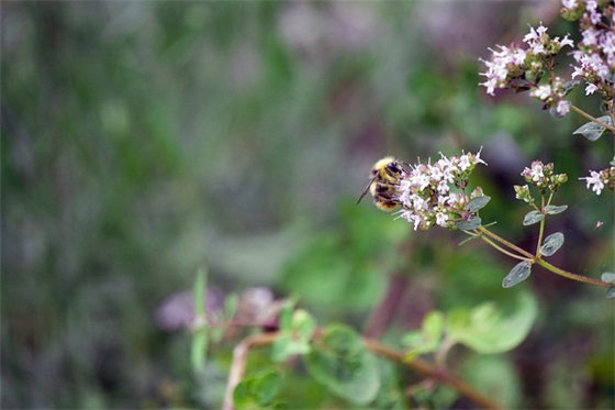 烟花爆竹安全宣传标语 烟花爆竹打非宣传标语