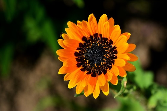 精选的生日短信祝福大全 节日短信祝福大全