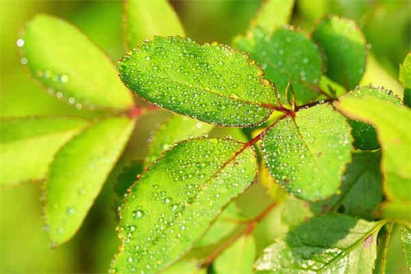 九月九重阳节祝福老人的话语