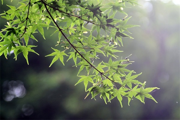 春节给情人的祝福
