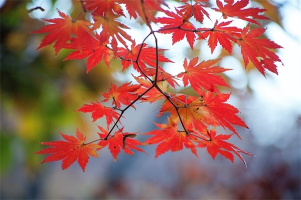 祝福三十而立男人的话 女人三十而立简短祝福