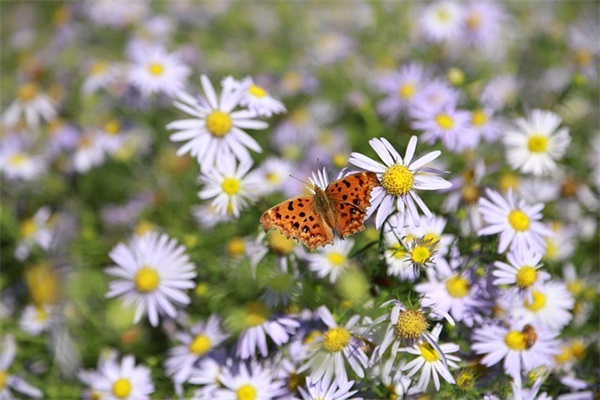 2026五四青年节祝福短信