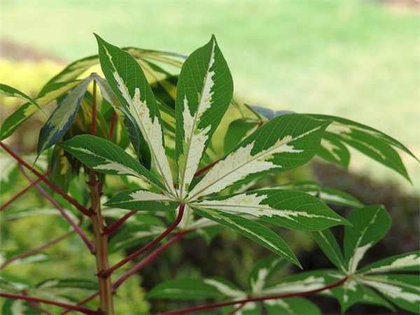 父亲节祝福语精选48句