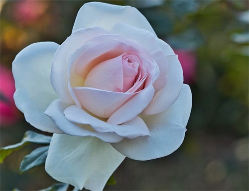 简约中秋节祝福语录 中秋节日祝福语录