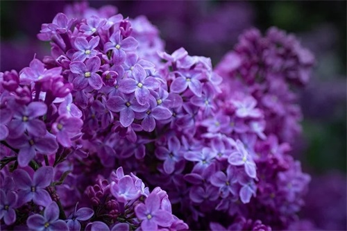 结婚八字祝福语大全50句