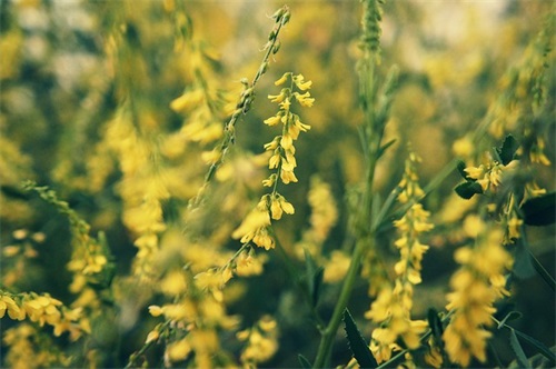 最新的祝福幸福的语句大全(除夕的祝福语句大全)