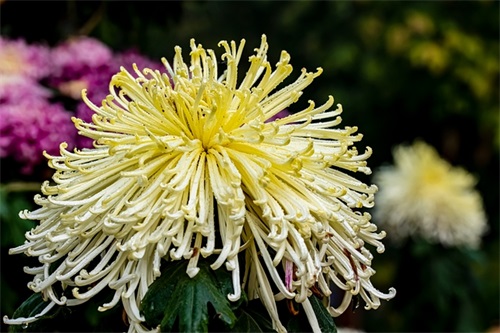 有关夏天的心情句子