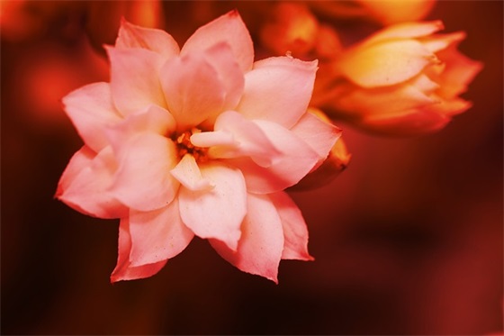 圣诞节快乐的句子短句 圣诞祝福语简短唯美