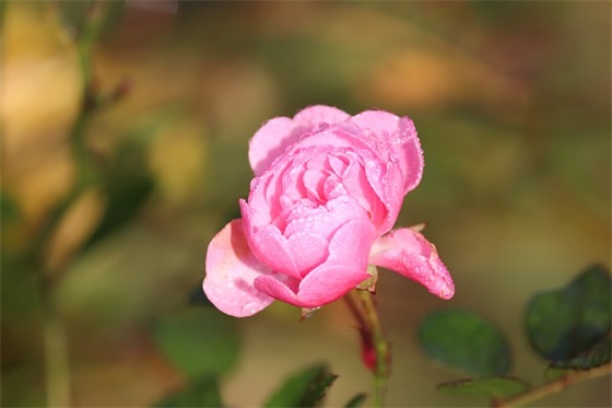 立秋给员工的温馨祝福语